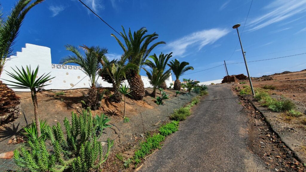 palms at red rocky vulcano road (Fuerteventura)